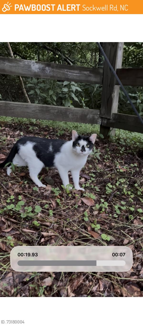 Found/Stray Unknown Cat last seen Sockwell/61, Sockwell Rd, NC 27249