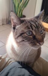 Lost Female Cat last seen Garza and Cantón St, Edinburg, TX, Edinburg, TX 78539