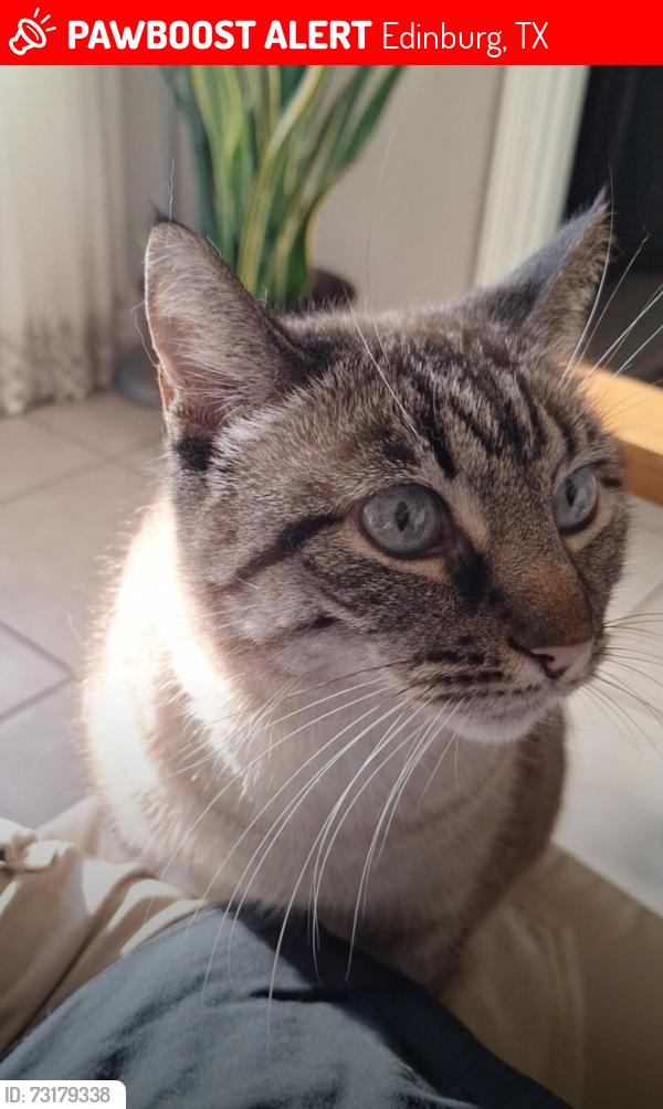 Lost Female Cat last seen Garza and Cantón St, Edinburg, TX, Edinburg, TX 78539
