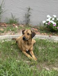 Reunited Male Dog last seen Dothan and Firefly, Spring Hill, FL 34609