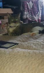 Lost Female Cat last seen Near vanwood drive, Anderson, SC 29621