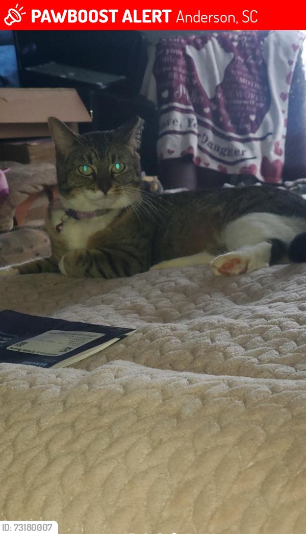 Lost Female Cat last seen Near vanwood drive, Anderson, SC 29621