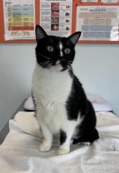 Shelter Stray Male Cat last seen , 593 Fairview Ave N, St Paul, MN 55104, USA