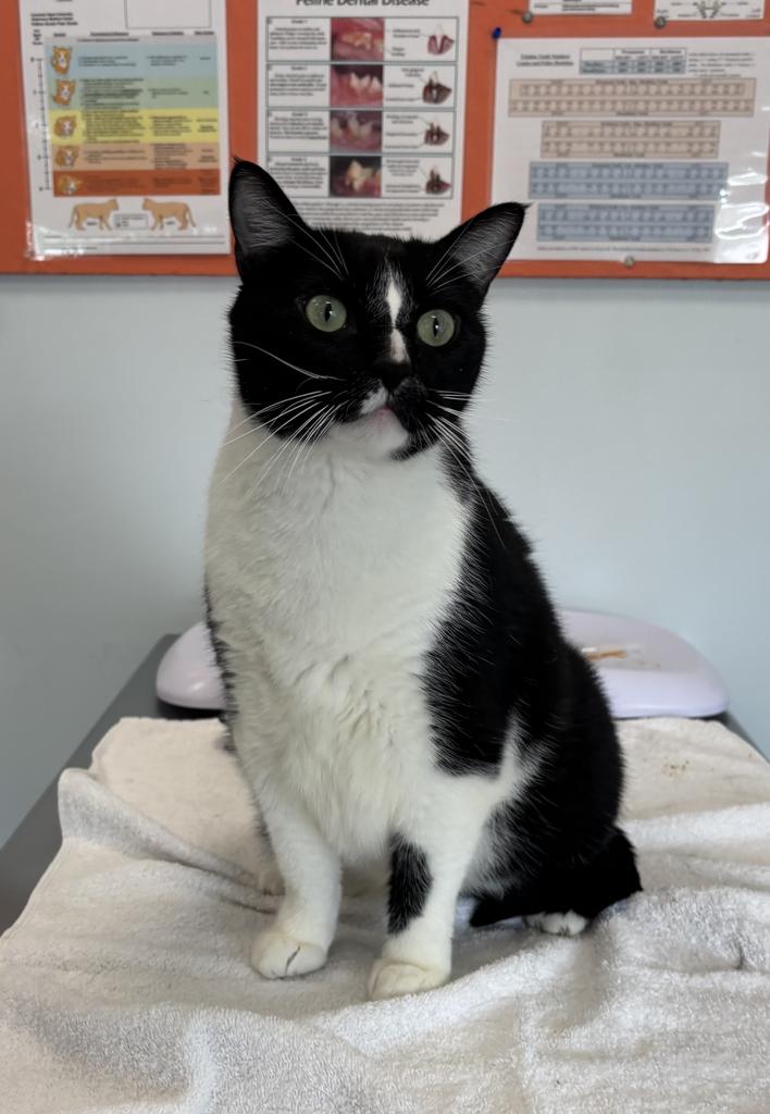 Shelter Stray Male Cat last seen , 593 Fairview Ave N, St Paul, MN 55104, USA