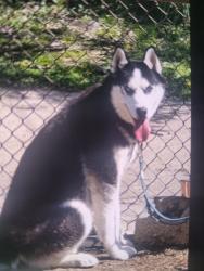 Reunited Male Dog last seen Oakfield Avenue in Fairfax road., Baltimore, MD 21216