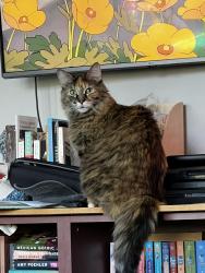 Reunited Female Cat last seen SE 162nd and SE Market, Portland, OR 97233