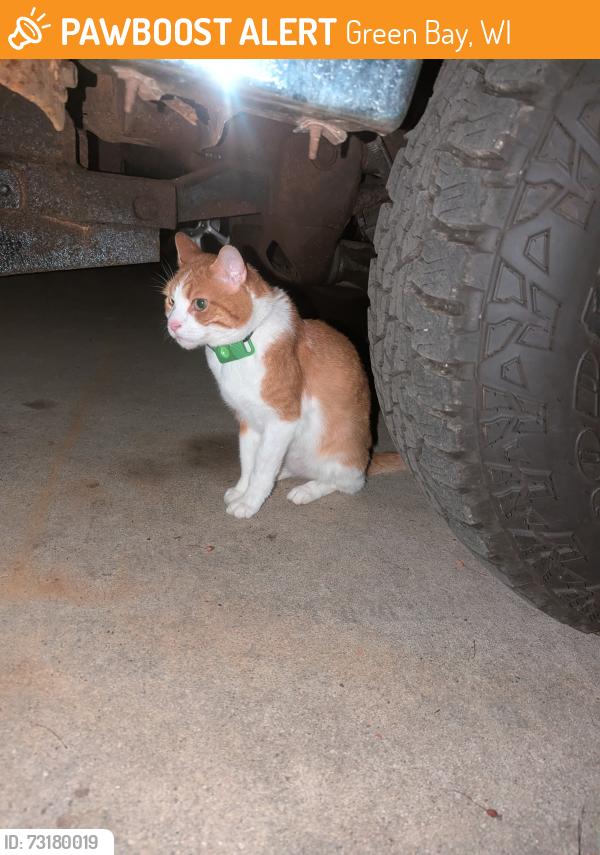 Found/Stray Male Cat last seen Dover Lane, Green Bay, WI 54313