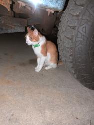 Found/Stray Male Cat last seen Dover Lane, Green Bay, WI 54313