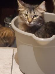 Lost Female Cat last seen Lindenwood, Fargo, ND 58103