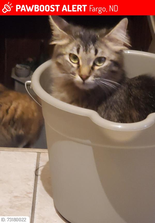 Lost Female Cat last seen Lindenwood, Fargo, ND 58103
