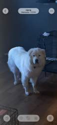 Reunited Male Dog last seen Boston street Hixson, Chattanooga, TN 37343