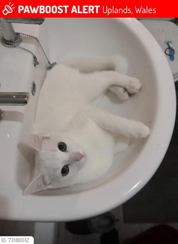 Lost Male Cat last seen Hawthorne Avenue, Uplands, Swansea, Uplands, Wales 