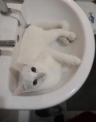 Lost Male Cat last seen Hawthorne Avenue, Uplands, Swansea, Uplands, Wales 