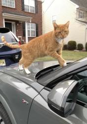 Lost Male Cat last seen Goldstar Drive and Colts Run Road, Princeton, NJ 08540