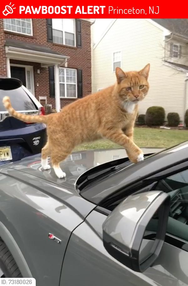 Lost Male Cat last seen Goldstar Drive and Colts Run Road, Princeton, NJ 08540
