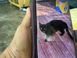 Lost Female Cat last seen Child field and scwab, Pensacola, FL 32504
