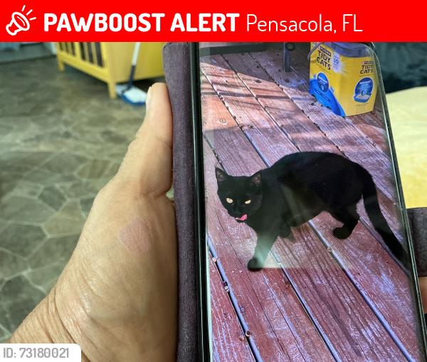 Lost Female Cat last seen Child field and scwab, Pensacola, FL 32504