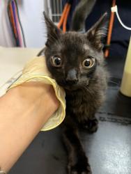 Shelter Stray Male Cat last seen Bexar County, 3353 Morningside Dr, New Braunfels, TX 78132, USA