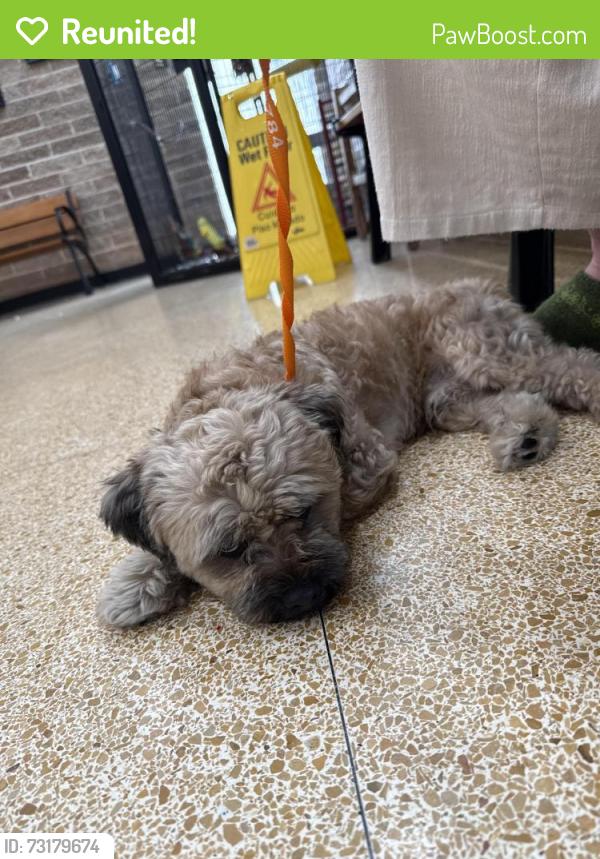 Reunited Male Dog last seen Canal and Carrollton, New Orleans, LA 70119