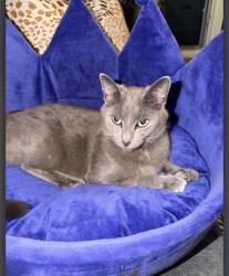 Lost Female Cat last seen Lily and Burleigh. Brookfield 53005., Brookfield, WI 53005