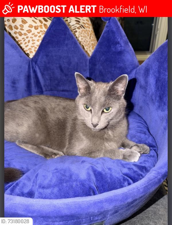 Lost Female Cat last seen Lily and Burleigh. Brookfield 53005., Brookfield, WI 53005