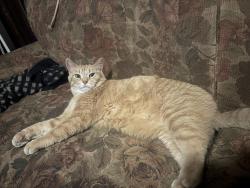 Reunited Female Cat last seen Near James Madison Park, Madison, WI 53703