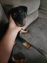 Found/Stray Female Dog last seen Morgan cemetery dr cleveland tx 77328, Cleveland, TX 77328