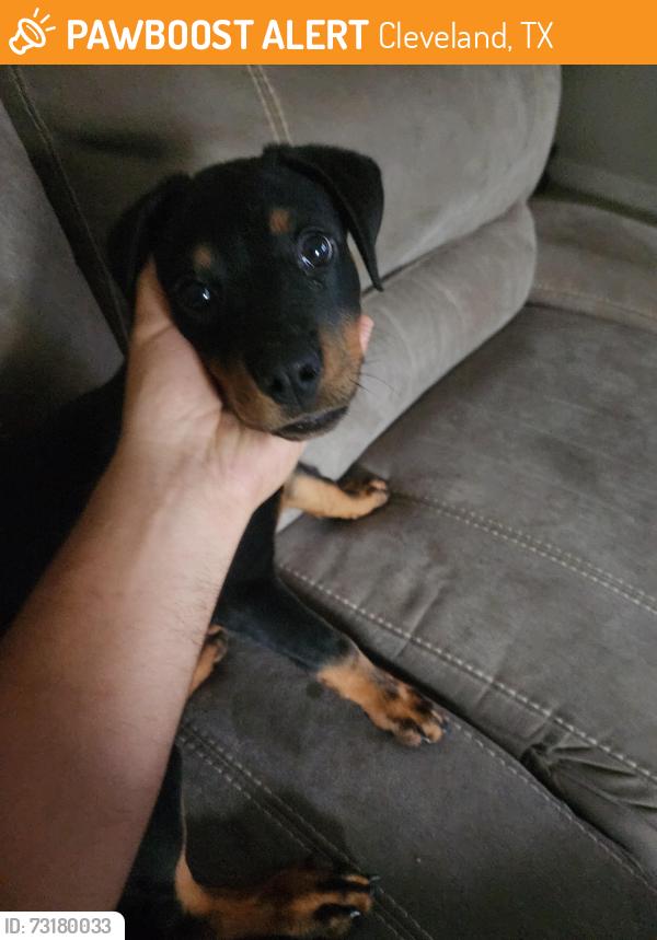 Found/Stray Female Dog last seen Morgan cemetery dr cleveland tx 77328, Cleveland, TX 77328