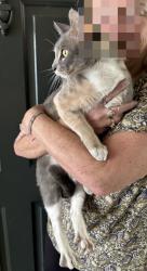 Found/Stray Unknown Cat last seen Weston Oaks, Tarpon Springs, FL 34689