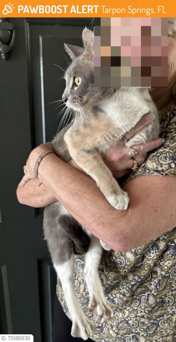 Found/Stray Unknown Cat last seen Weston Oaks, Tarpon Springs, FL 34689