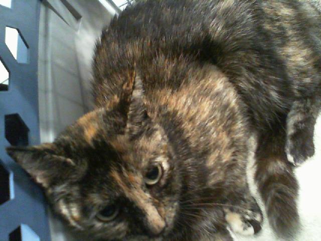 Shelter Stray Female Cat last seen CHARLOTTE, 8315 Byrum Dr, Charlotte, NC 28217, USA
