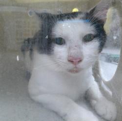 Shelter Stray Male Cat last seen , 232 Eslinger Way, Sanford, FL 32773, USA