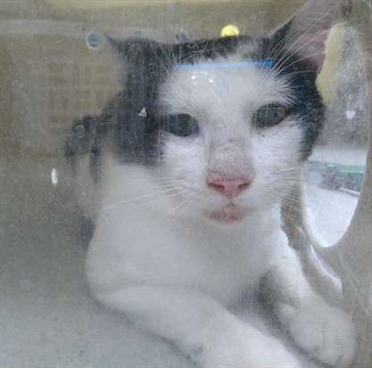 Shelter Stray Male Cat last seen , 232 Eslinger Way, Sanford, FL 32773, USA