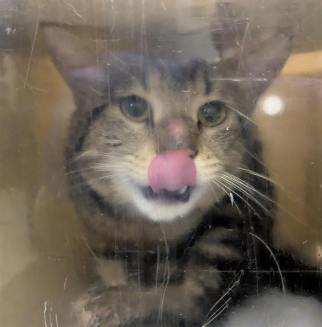 Shelter Stray Male Cat last seen Near BLOCK 9TH AVE S, SEATTLE WA 98168, 21615 64th Ave S, Kent, WA 98032, USA