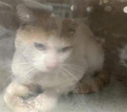 Shelter Stray Male Cat last seen , 11361 W Pico Blvd, Los Angeles, CA 90064, USA