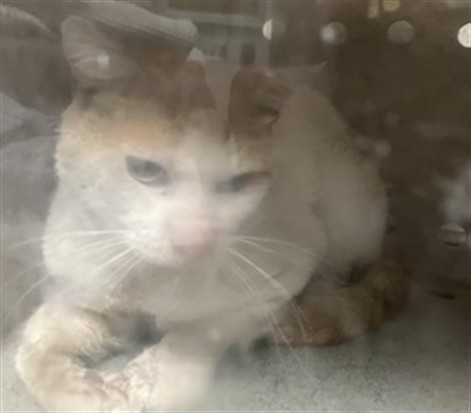 Shelter Stray Male Cat last seen , 11361 W Pico Blvd, Los Angeles, CA 90064, USA