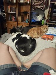 Reunited Male Cat last seen Irwin and saint clair st, Green Bay, WI 54301