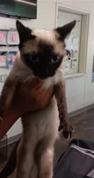 Shelter Stray Female Cat last seen , 1850 W 60th St, Los Angeles, CA 90047, USA