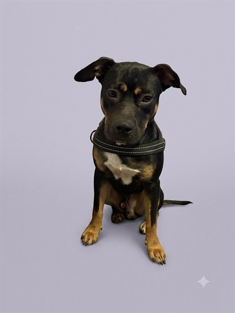 Shelter Stray Male Dog last seen CONFEDERATE POINT RD, 2020 Forest St, Jacksonville, FL 32204, USA