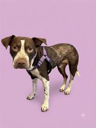Shelter Stray Male Dog last seen CONFEDERATE POINT RD, 2020 Forest St, Jacksonville, FL 32204, USA