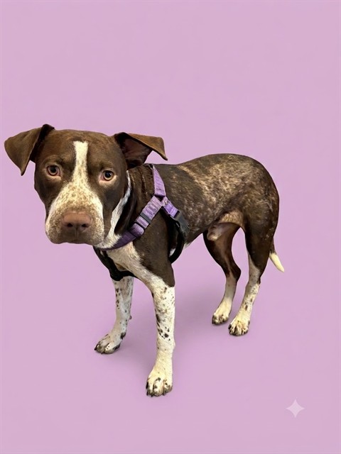 Shelter Stray Male Dog last seen CONFEDERATE POINT RD, 2020 Forest St, Jacksonville, FL 32204, USA