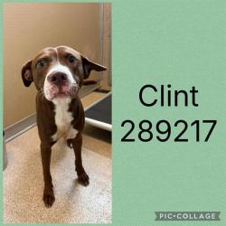 Shelter Stray Male Dog last seen OLD CLINTON RD, 4214 Fulton Mill Rd, Macon, GA 31216, USA