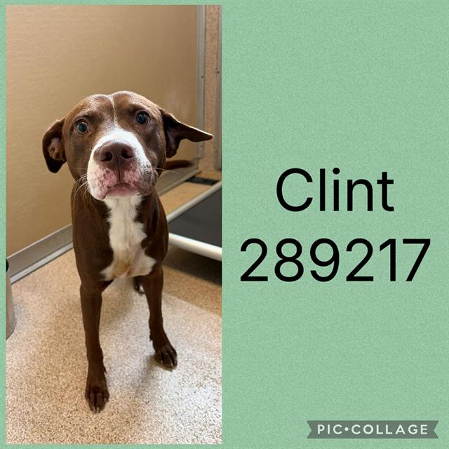 Shelter Stray Male Dog last seen OLD CLINTON RD, 4214 Fulton Mill Rd, Macon, GA 31216, USA