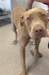 Shelter Stray Female Dog last seen Near BLOCK N E ST, 333 Chandler Pl, San Bernardino, CA 92408, USA