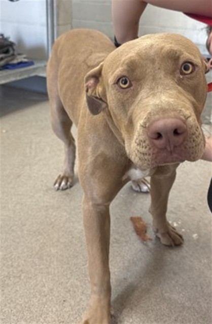 Shelter Stray Female Dog last seen Near BLOCK N E ST, 333 Chandler Pl, San Bernardino, CA 92408, USA