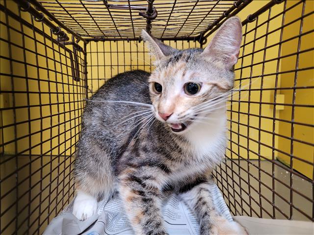 Shelter Stray Female Cat last seen , 3201 Lacy St, Los Angeles, CA 90031, USA