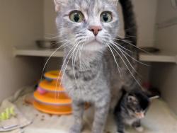 Shelter Stray Female Cat last seen Near BLOCK W 10TH AVE, DENVER CO 80204, 1241 W Bayaud Ave, Denver, CO 80223, USA