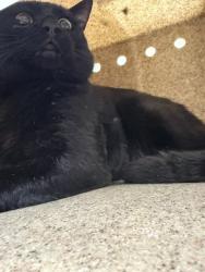 Shelter Stray Male Cat last seen Near BLOCK ARLINGTON AVE RIVERSIDE 92506, 6851 Van Buren Boulevard, Jurupa Valley, CA 92509, USA