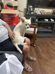Found/Stray Female Dog last seen Se 32 and Santa Fe, Oklahoma City, OK 73129