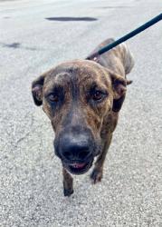 Shelter Stray Female Dog last seen Near BLOCK BARDSTOWN RD, 3528 Newburg Rd, Louisville, KY 40218, USA